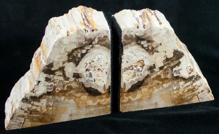 Small Cottenwood Petrified Wood Bookends - Oregon #9722